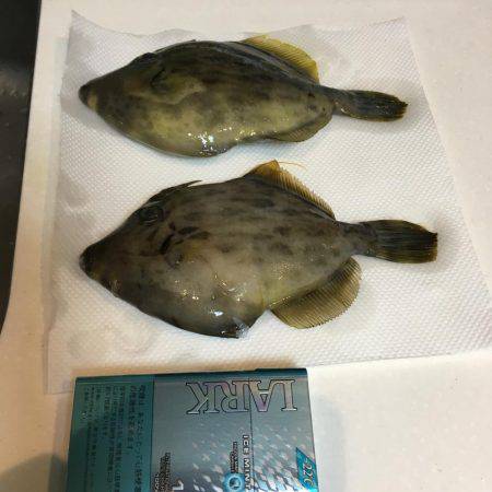 良く釣れましたꉂꉂ ( ˆᴗˆ  )