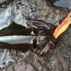 数釣りエギング