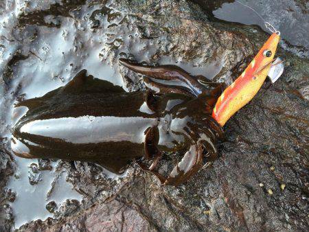 数釣りエギング