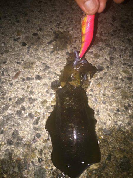 秋イカいっぱい( ^ω^ )