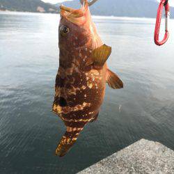 サゴシ×エソ×アコウ