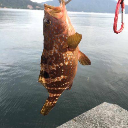 サゴシ×エソ×アコウ