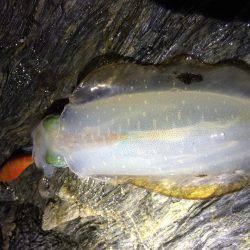 短時間エギング