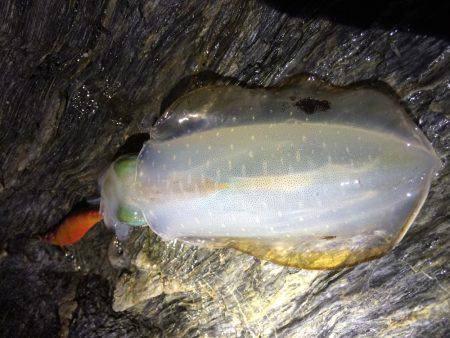 短時間エギング