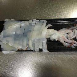 ケンサキイカ調査