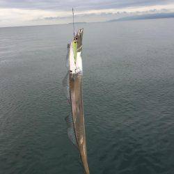 モーニング太刀魚