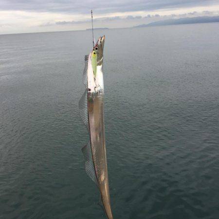 モーニング太刀魚