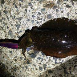 寝る前の短時間エギング