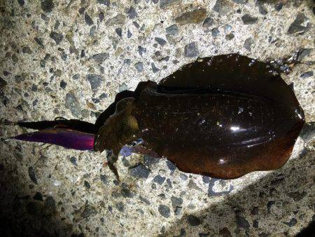 寝る前の短時間エギング