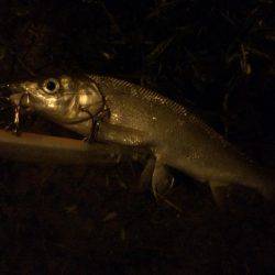 増水後はシーバス