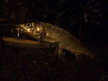 増水後はシーバス