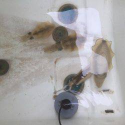 マイボートでのボートエギング