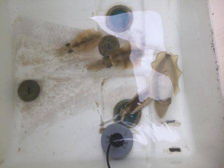 マイボートでのボートエギング