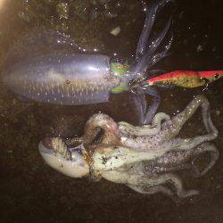 第二回新子調査withGT