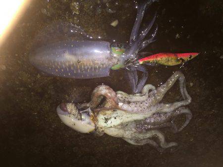 第二回新子調査withGT