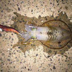 橋の袂でエギング☆