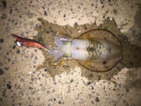 橋の袂でエギング☆