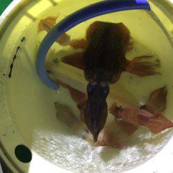 ジャンボ剣先イカGET！