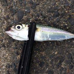 アジングのちエギング