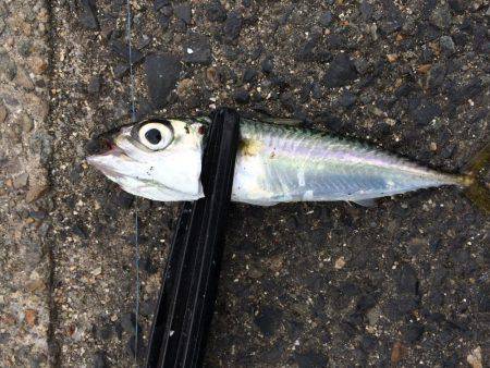 アジングのちエギング