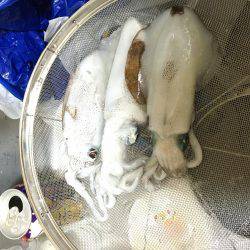 今年はヤッパリ多いきがする