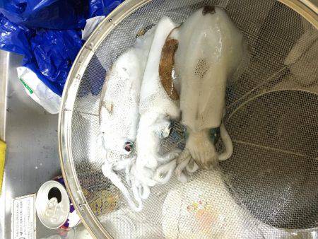 今年はヤッパリ多いきがする