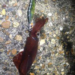 リリースしてあげましょうよ‼️