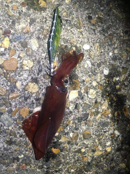 リリースしてあげましょうよ‼️