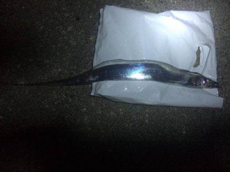 太刀魚ゲッター