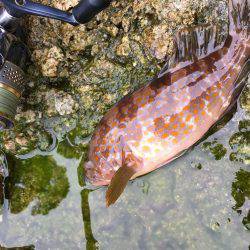福井…朝夕マズメロング釣行
