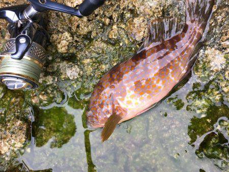 福井…朝夕マズメロング釣行