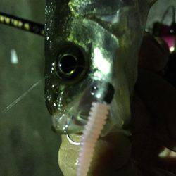 入門・お子様におすすめ？