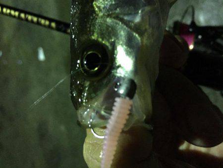 入門・お子様におすすめ？