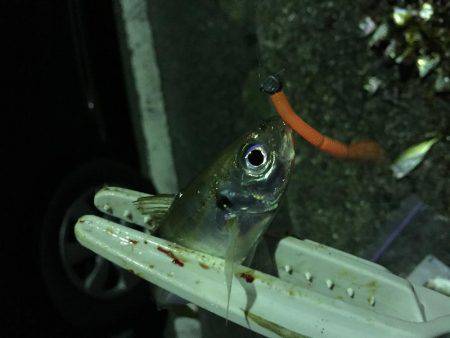 ラインラインライン