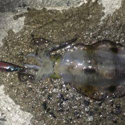 気持ち良いテンポで釣れました。