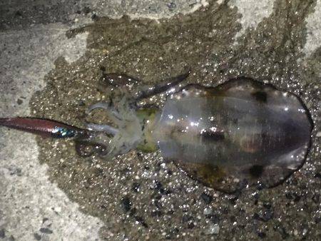 気持ち良いテンポで釣れました。