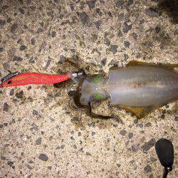 田ノ浦漁港エギング13回目