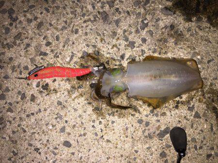 田ノ浦漁港エギング13回目