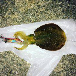 アオリ・ケンサキ