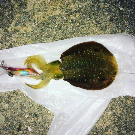 アオリ・ケンサキ