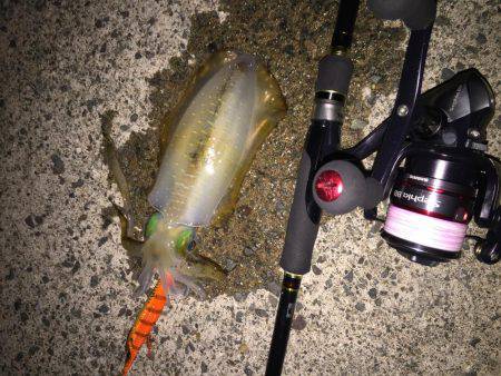 ぼっちエギング