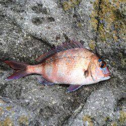 運動会シーズン