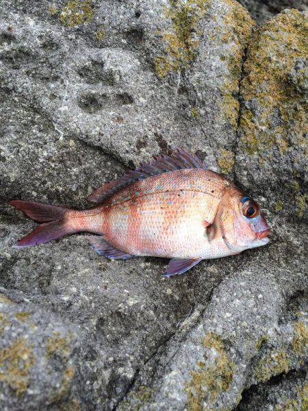 運動会シーズン