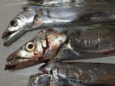 刀狩り サイズはイマイチ