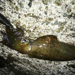 三連休エギング