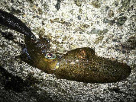 三連休エギング