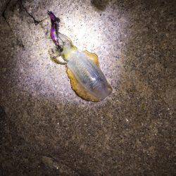 同僚君と新子調査