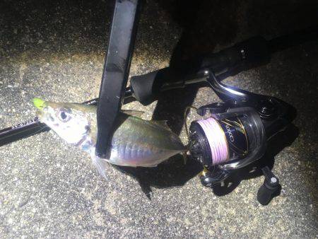 小アジ乱舞ぅぅぅ‼️