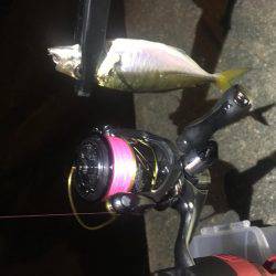 行けるうちに鱗付け‼️