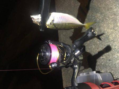 行けるうちに鱗付け‼️